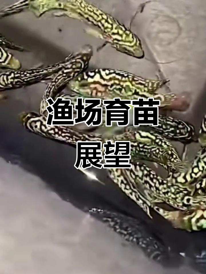 这些小苗在泰国渔场成长,未来值得期待!