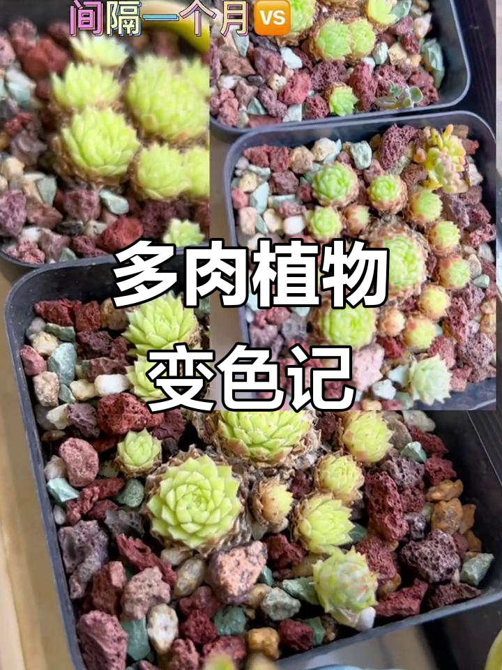 橘子球多肉颜色更黄，一个月变化惊人！