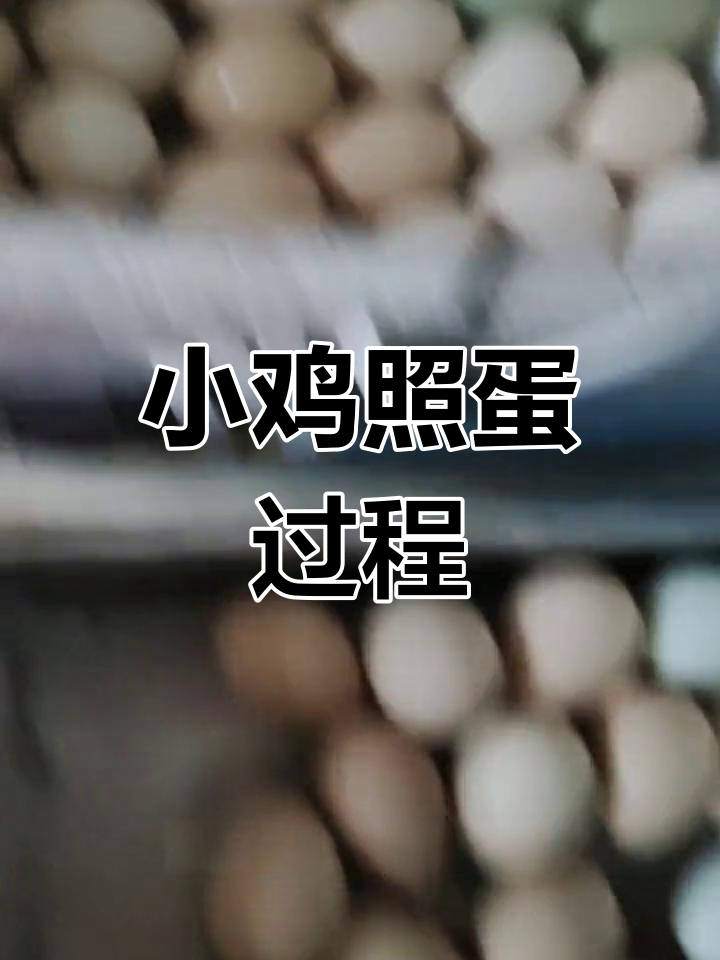 鸡蛋孵化第13天,小鸡发育良好