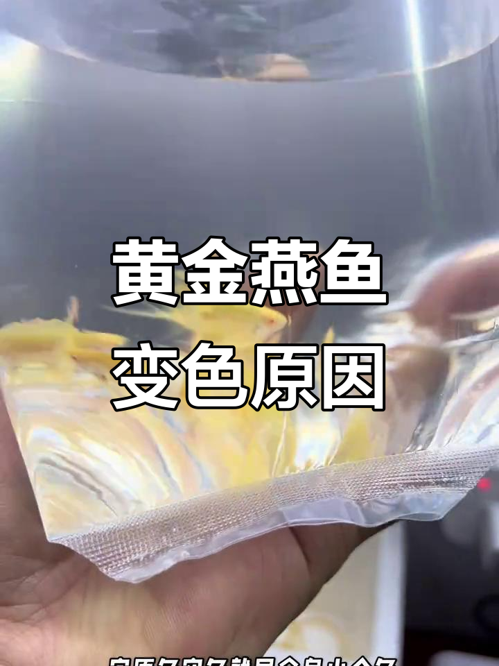 黄金燕鱼颜色变化揭秘:如何让它们恢复光彩