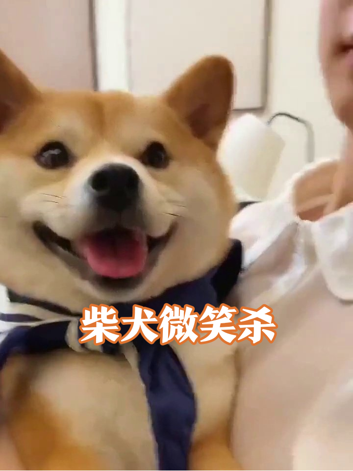 柴犬营业式微笑萌化了!被摸肚子秒变表情包