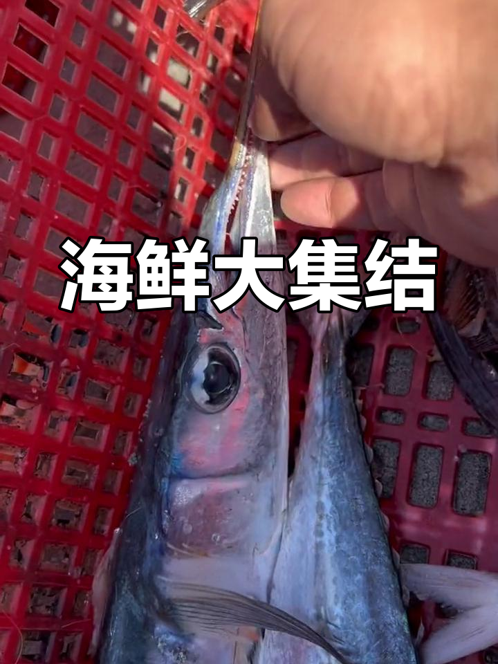 针鱼骨头绿,扒皮斗鲳马鲛齐上阵