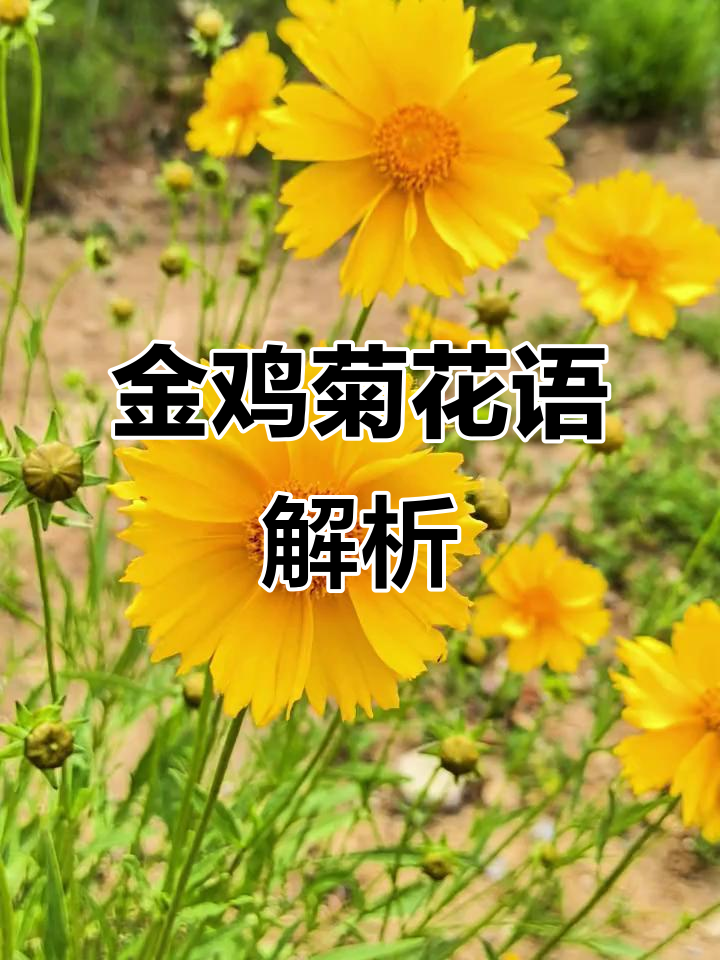 金鸡菊的花语:竞争、坚韧与活力满满