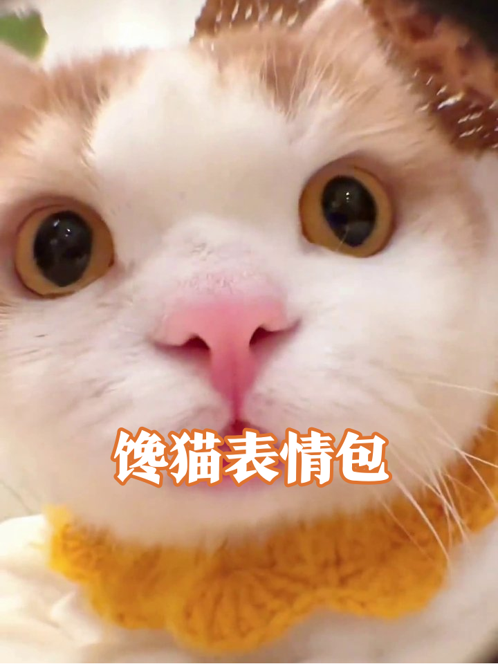 小猫咪看到小鱼干的反应，表情也太真实了！