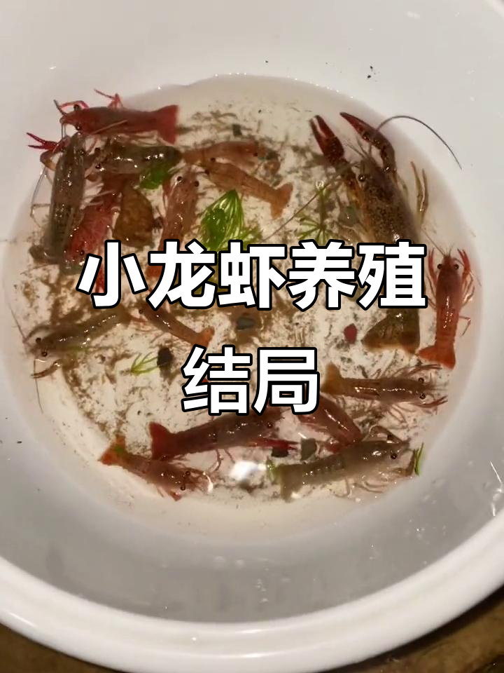 小龙虾苗的成长与告别,三个月后的结果让人意外