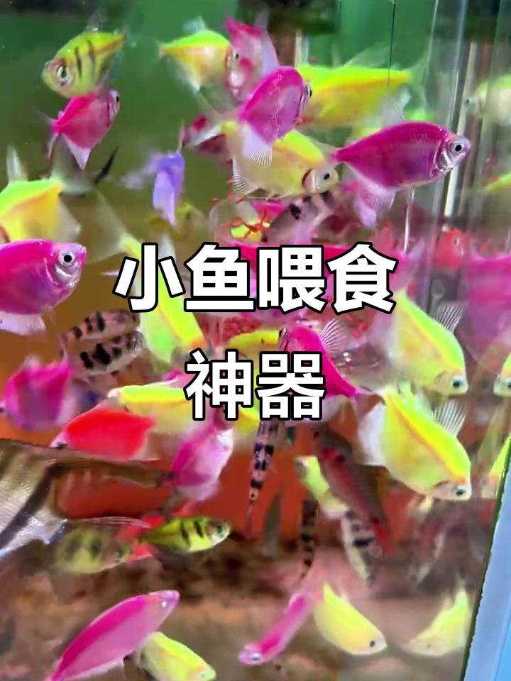 动手做小鱼喂食器,告别水质污染,省心又环保!