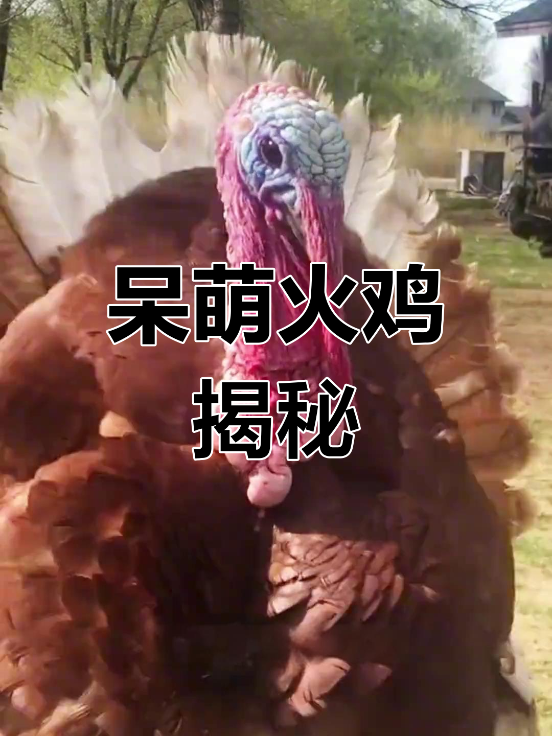 火鸡:呆头又搞笑,竟然有“皮筋”鼻子!