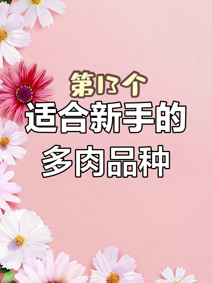 新手必看!这些多肉品种最适合入门养护