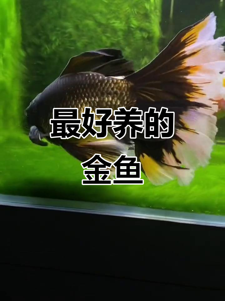 布里斯托金鱼:美丽又好养的草鱼品种