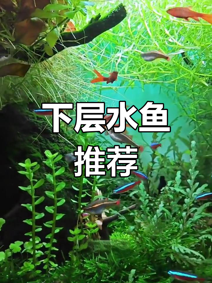 鱼缸下层小型观赏鱼类解析