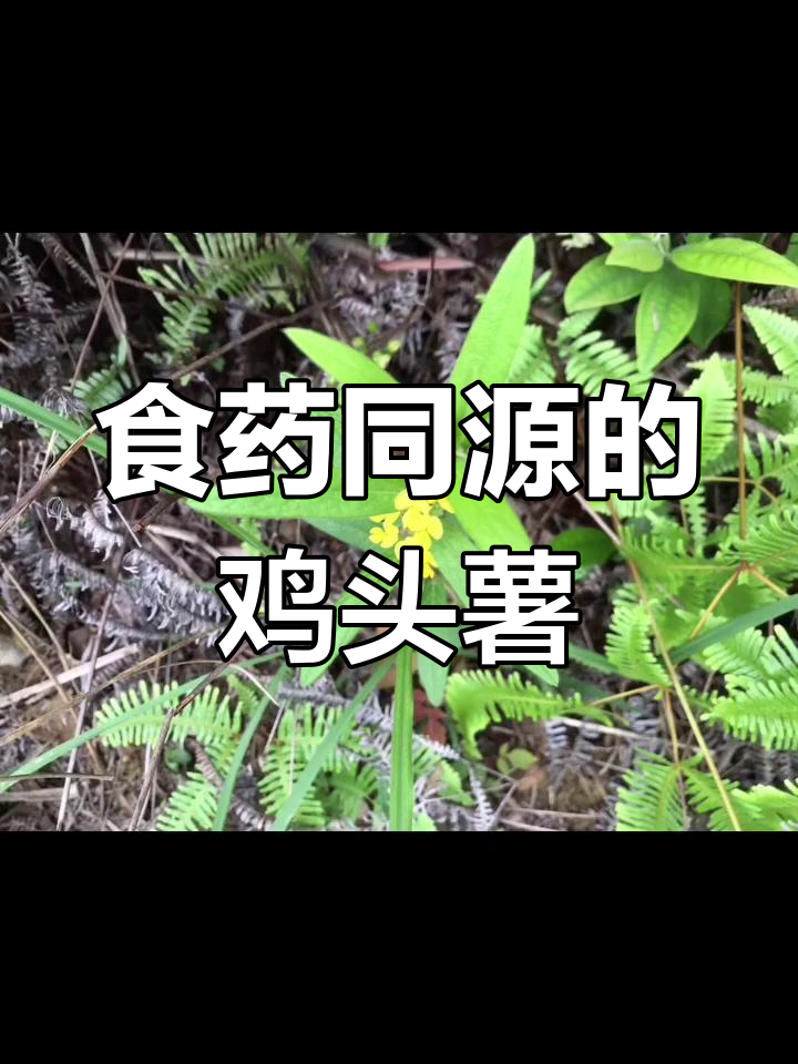 鸡头薯的药用价值