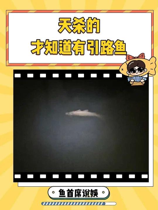 第一次听说有引路鱼