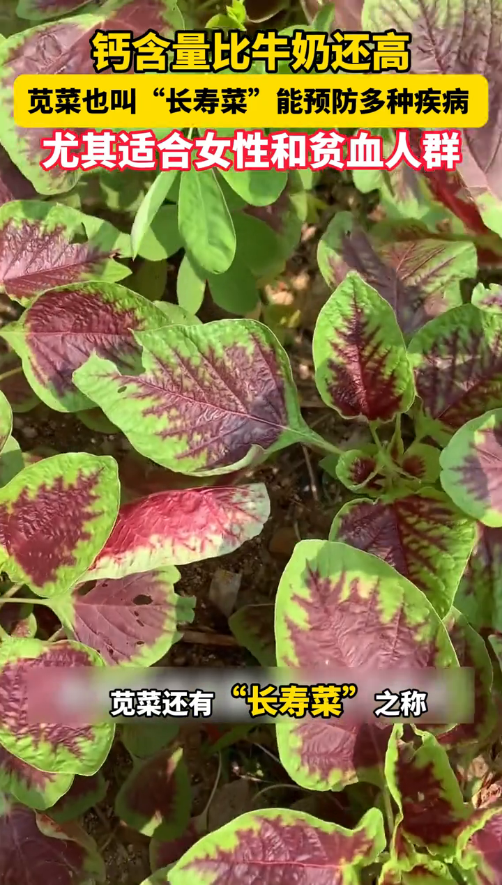 钙含量比牛奶还高!苋菜也叫“长寿菜”,能预防多种疾病