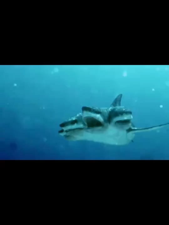 海洋惊现5个头的鲨鱼,袭击游客无恶不作,就连直升机都不放过