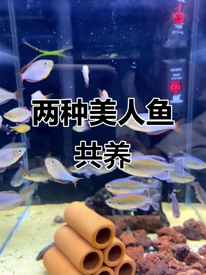 电光美人鱼与刚果美人鱼的美丽邂逅,观赏价值极高