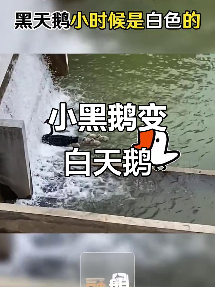 黑天鹅小时候竟是白色的,逆袭之路太神奇
