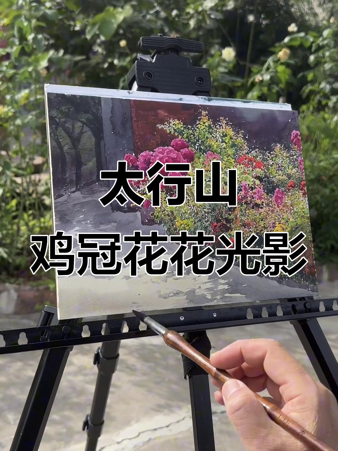 写生太行山鸡冠花,光影与水彩的完美结合
