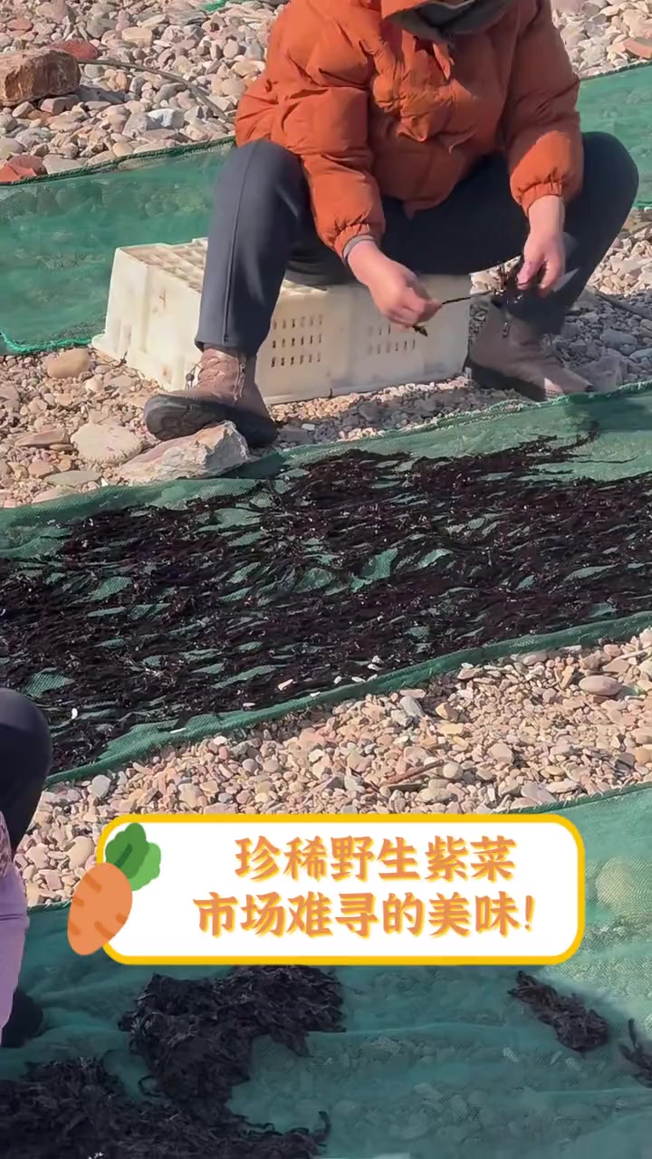 珍稀野生紫菜,市场难寻的美味!