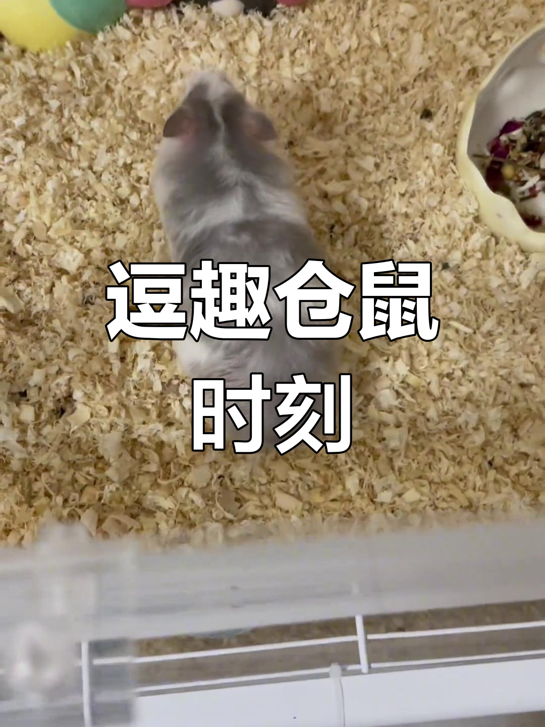 仓鼠奶茶的搞笑日常,萌态十足