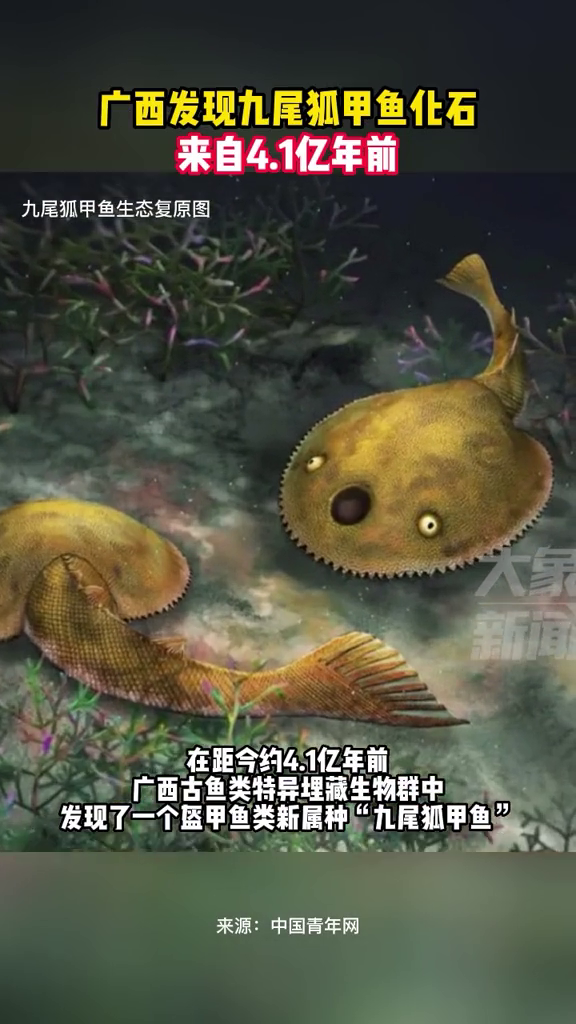 广西发现九尾狐甲鱼化石,来自4.1亿年前