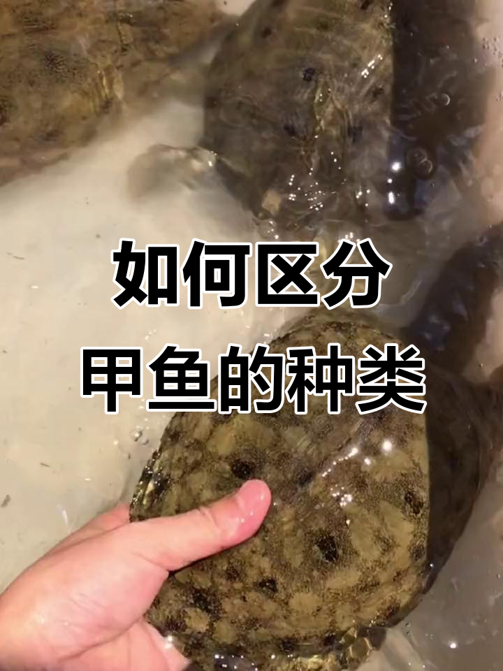 甲鱼背纹辨别：温室、生态与野生三种类型