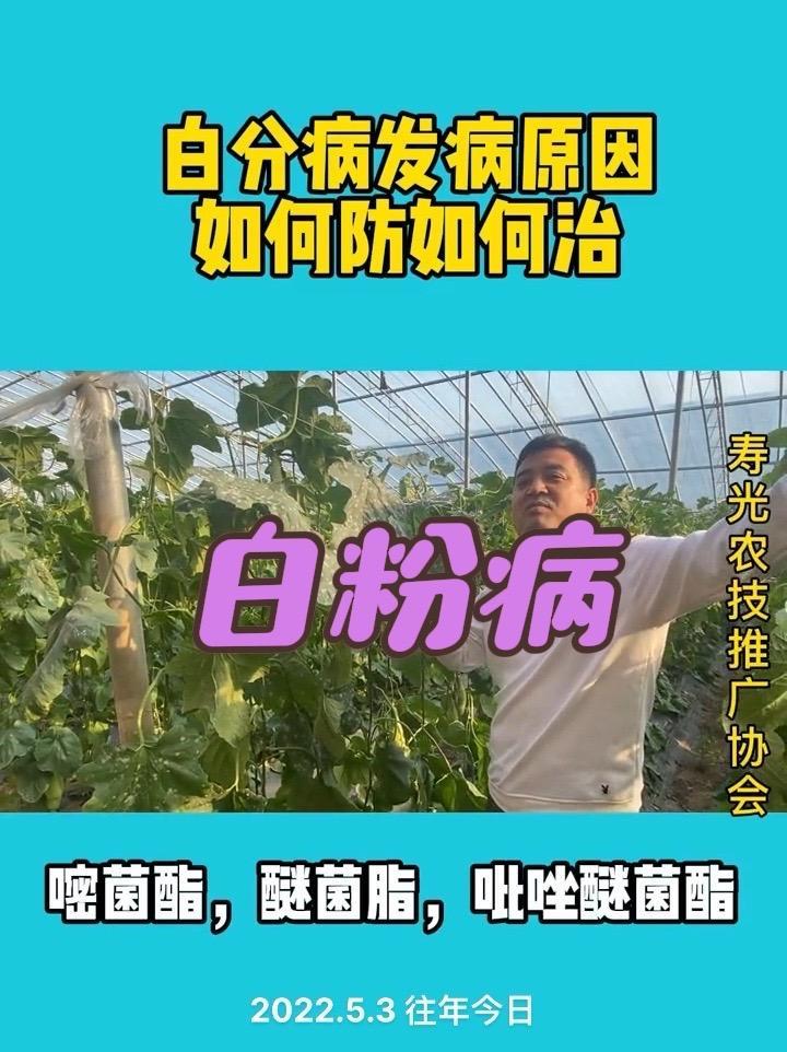 白粉病防治方法 蔬菜种植技术 蔬菜基地 寿光蔬菜 病虫害防治