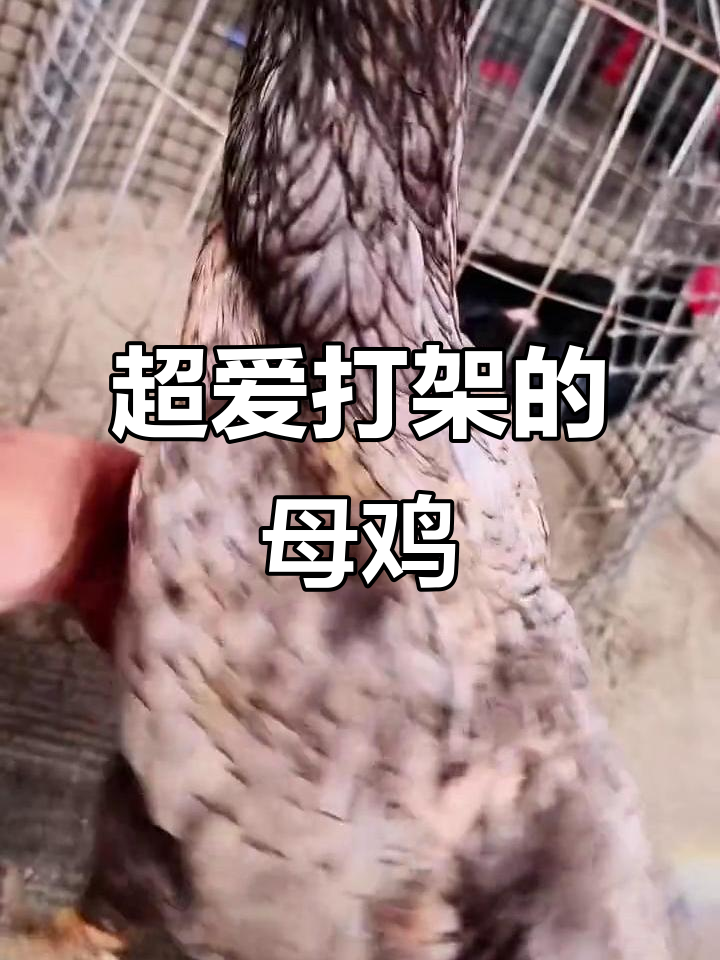 母鸡斗性十足,灰种鬼母强势出击!
