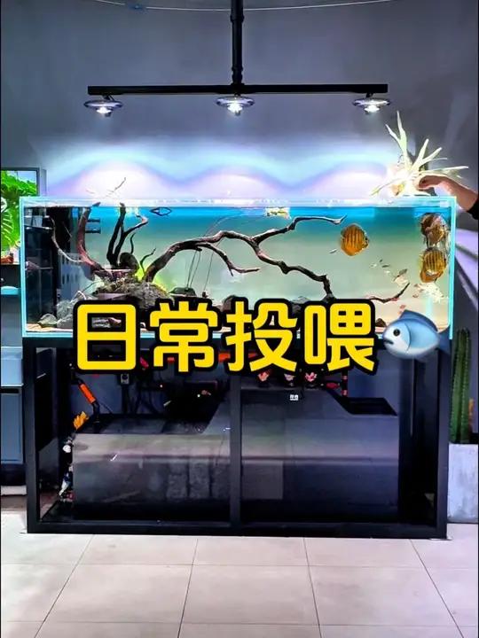 南美缸 鱼缸造景 沉木造景 鱼缸里的大自然