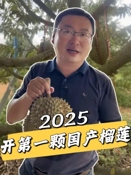 你们觉得这颗6房的国产榴莲怎么样,今年我要挨个园子走访开榴莲,看看国产榴莲到底怎么样,感兴