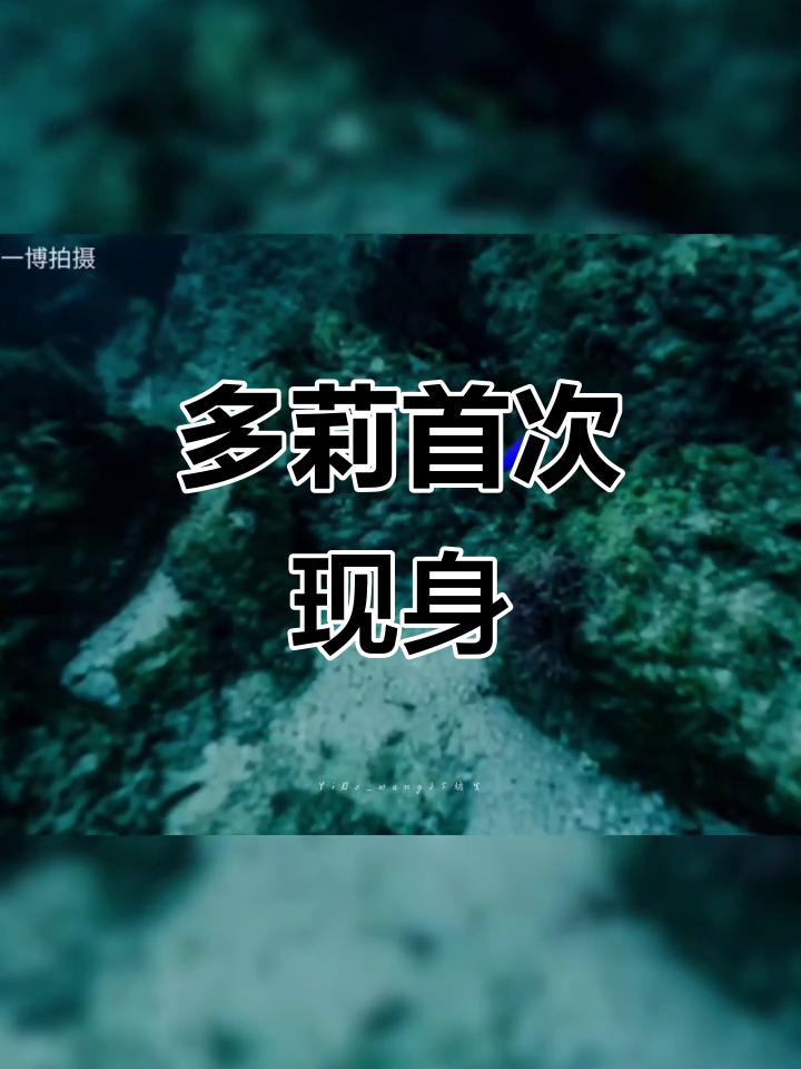 第一次拍到心爱的多莉,海底总动员里的蓝唐王鱼!