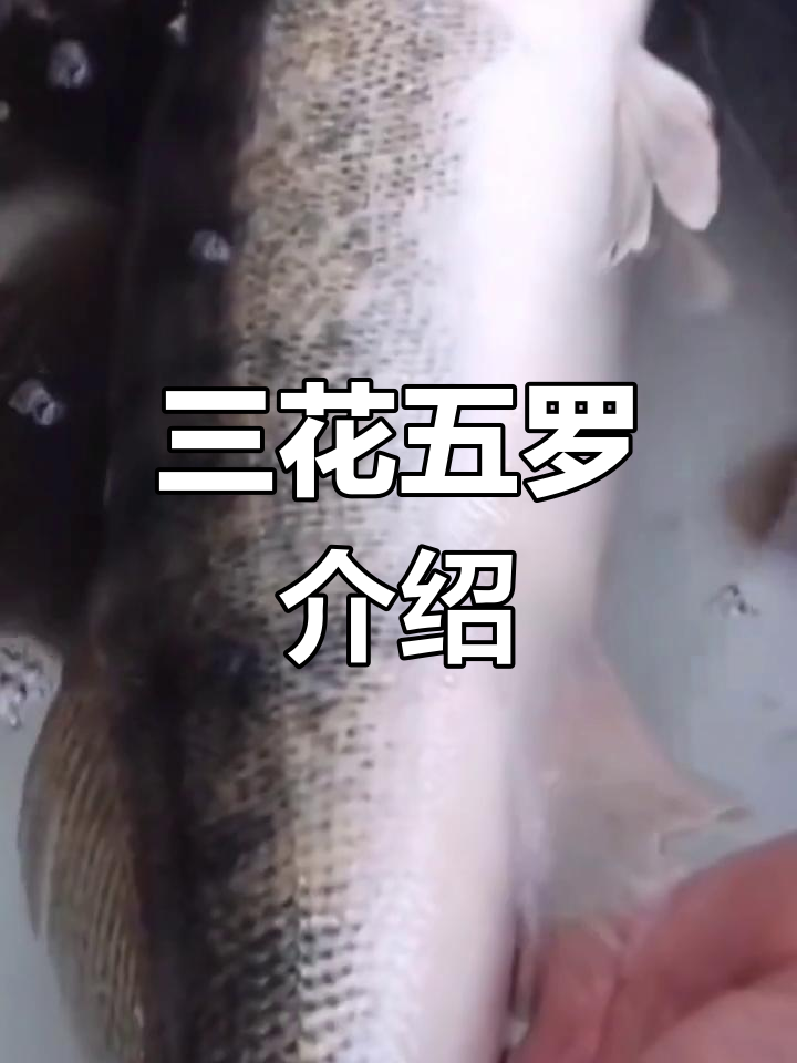 三花五罗的种类与做法全解析