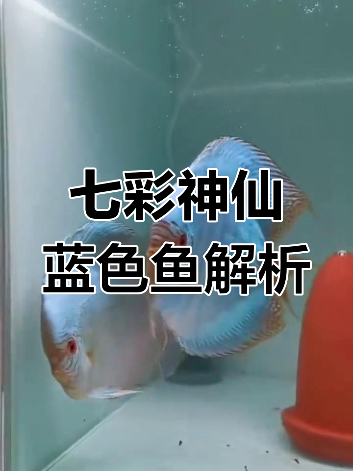 七彩神仙蓝色品种大揭秘:天子蓝与老虎狗的魅力对比