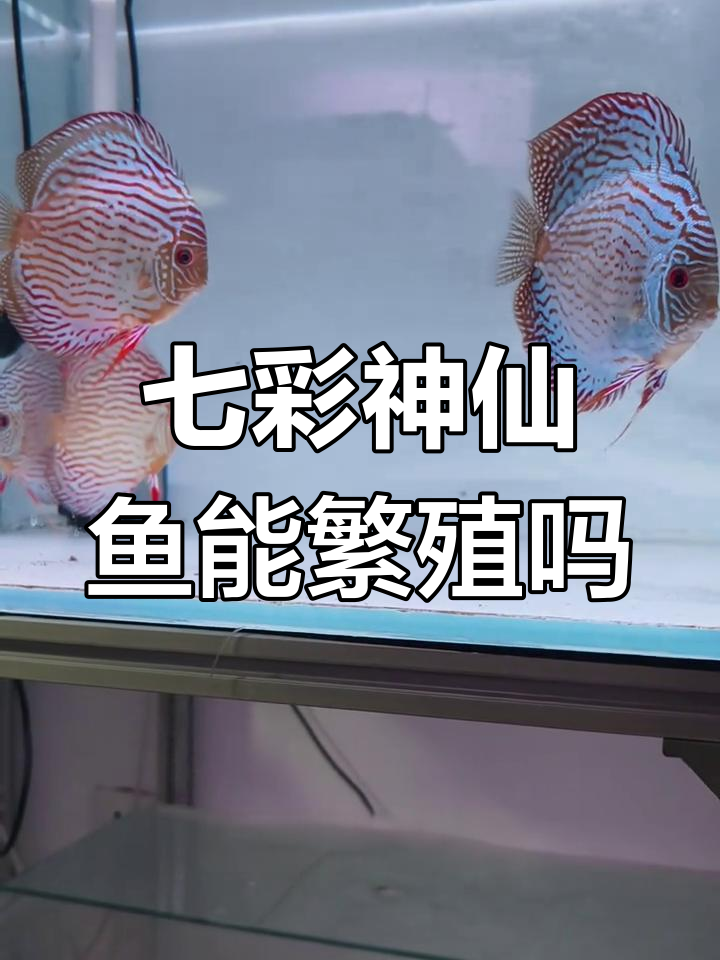 七彩神仙鱼繁殖经验:从小苗到成种鱼的成长历程