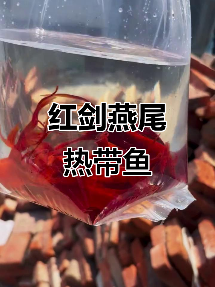 仙气飘飘燕尾红剑，热带鱼观赏新体验