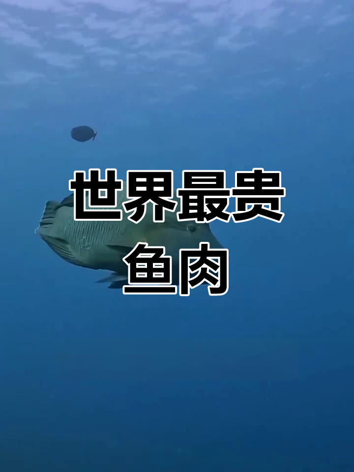 苏眉鱼:世界上最昂贵的鱼肉,濒临灭绝的海洋珍品