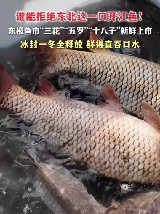 #谁能拒绝东北这一口开江鱼 东极鱼市“三花”“五罗”“十八子”新鲜上市 冰封一冬全释放 鲜