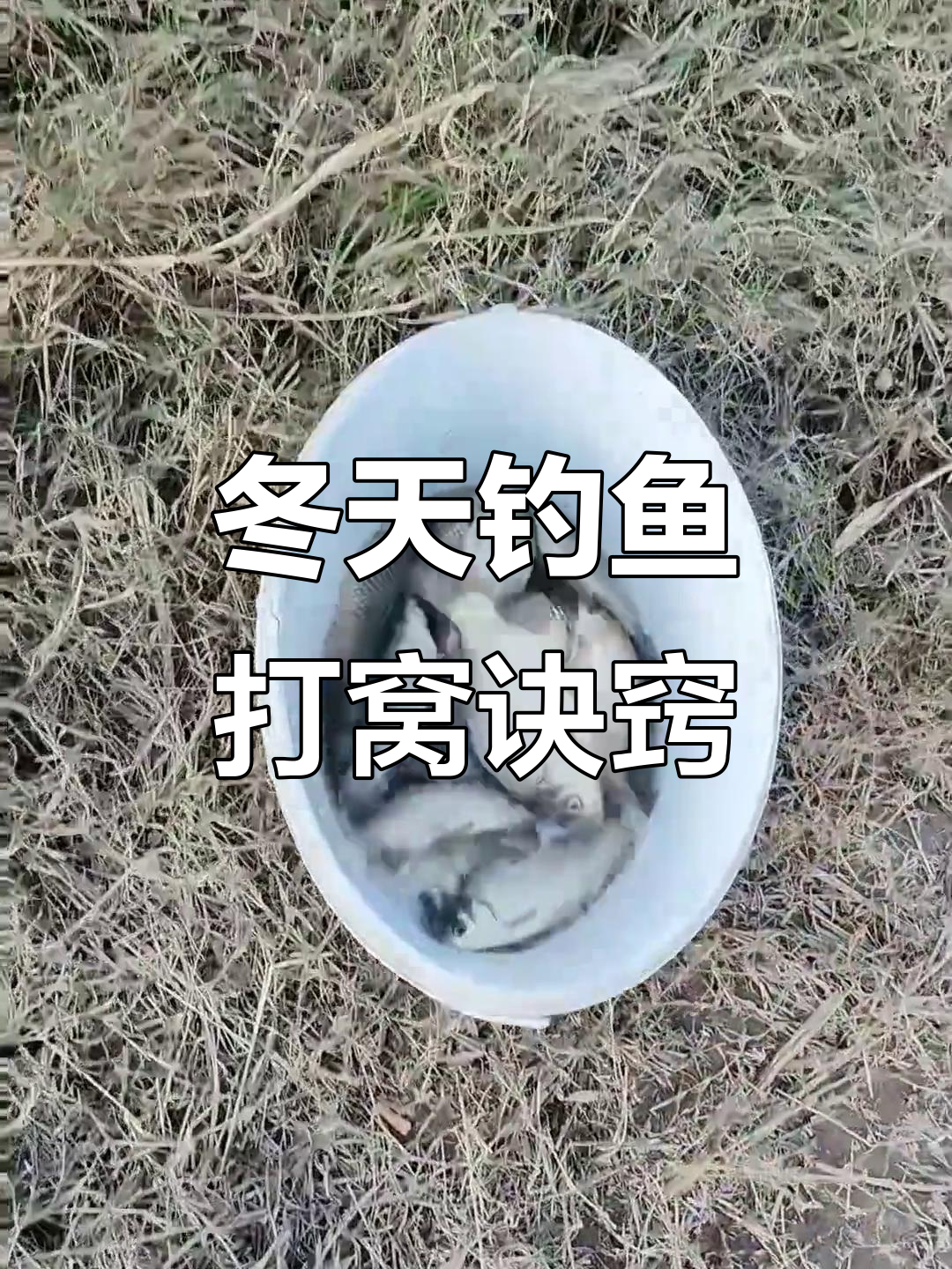 冬季钓鲫鱼必备技巧,打窝诱鱼更高效