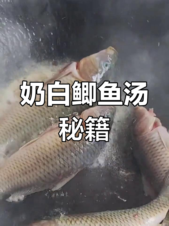 如何做出奶白鲫鱼汤?秘诀大公开,鱼肉嫩滑无腥味!