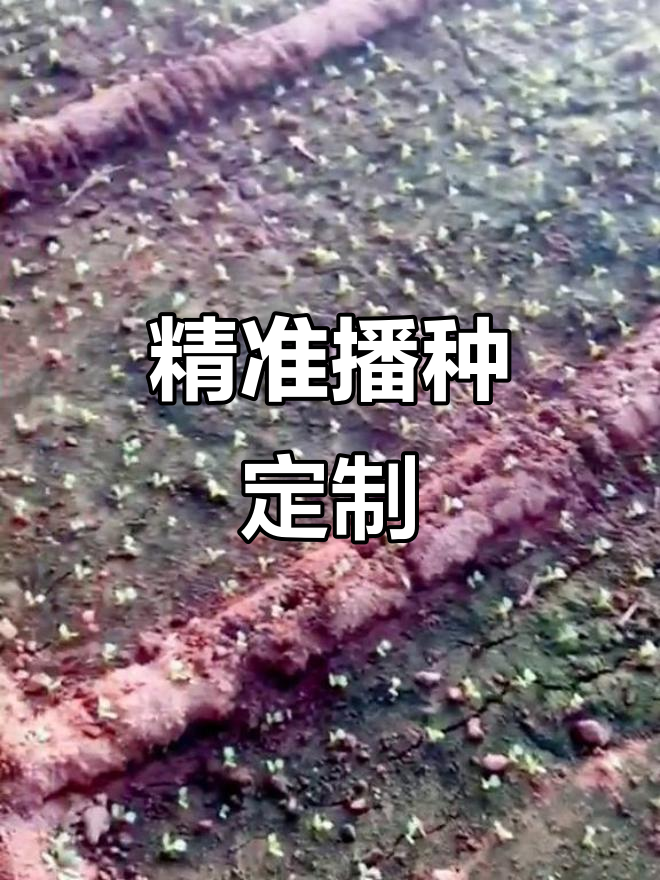 定制小白菜播种机，精确控制行距株数，适合多种蔬菜种植