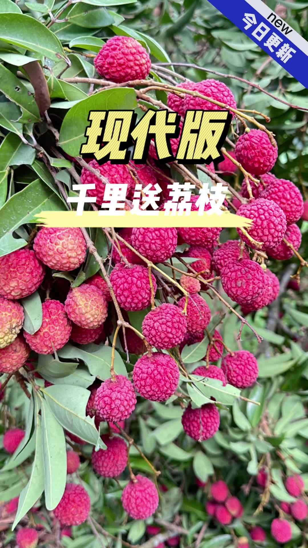 现代版千里送荔枝 灵山荔枝之乡 荔枝 钦州灵山美食 瑞金