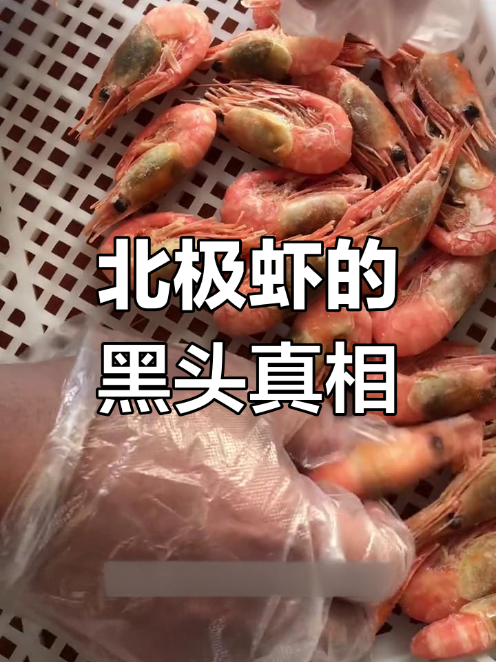 黑头北极虾真相揭秘:头部发黑非不新鲜,而是野生标志