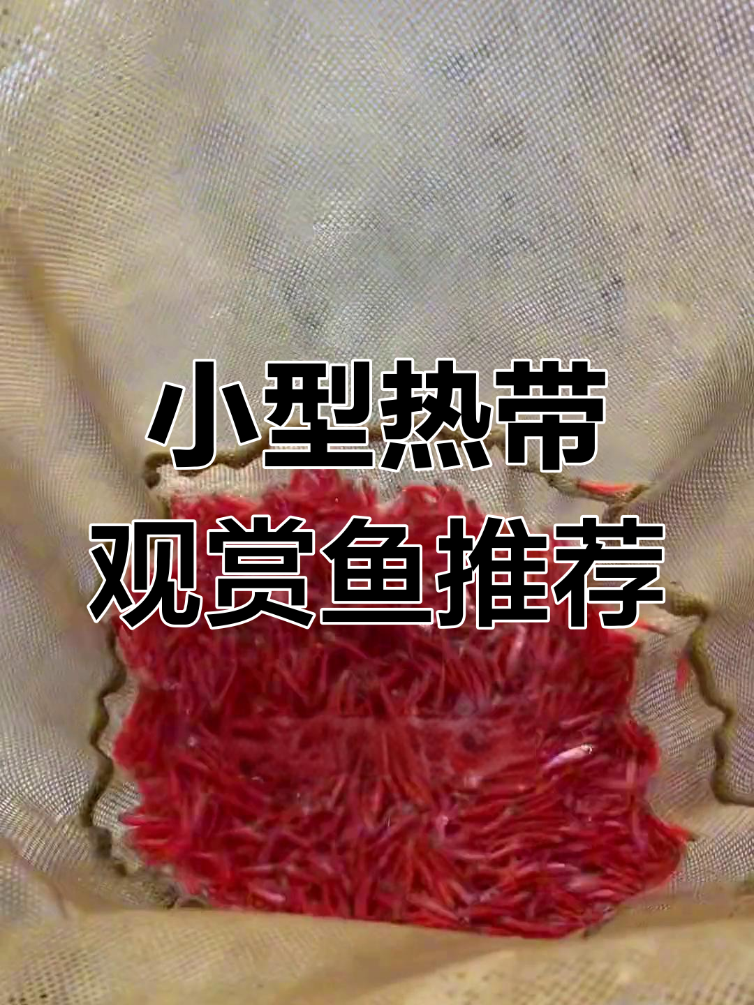 适合新手养的三种小型热带鱼,轻松上手!