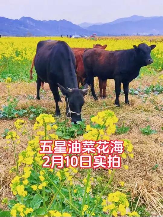 清新区太和镇五星村的1700亩油菜花开了,现在正是观赏的好时候,赏花完全免费,花期还有十来