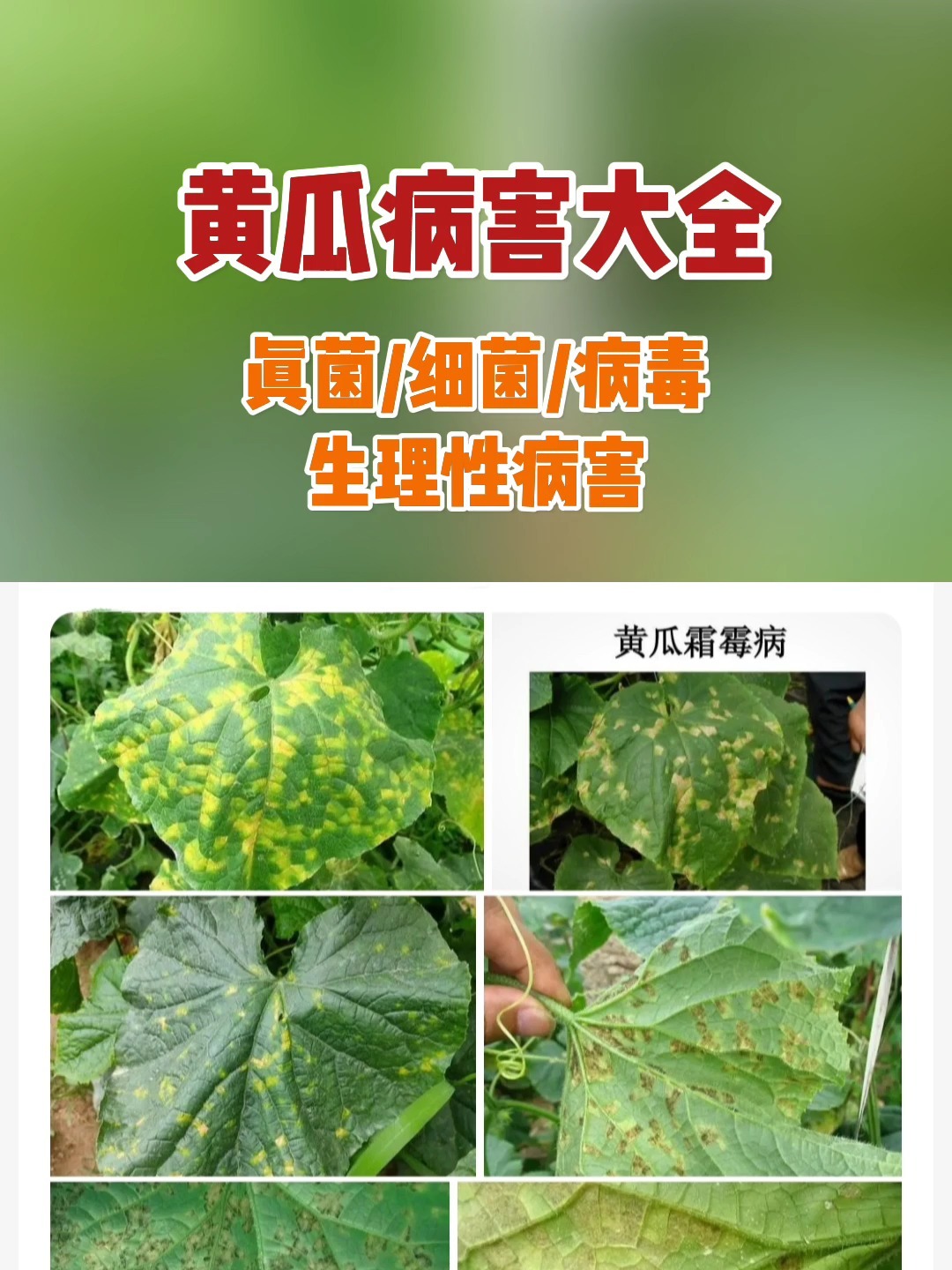 黄瓜病害大全,真菌细菌病毒生理性病害