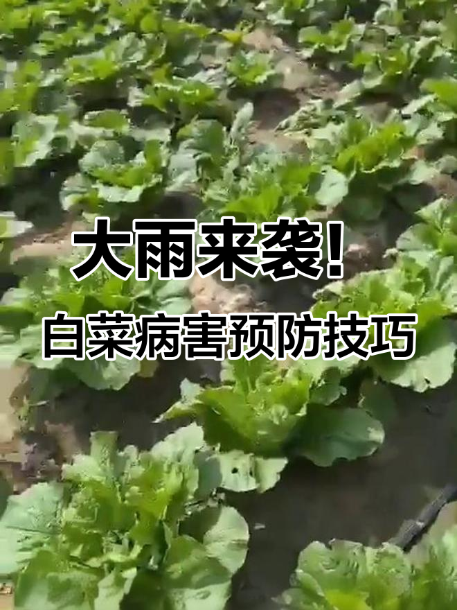 白菜病害频发,软腐病、大脖子病如何防治?