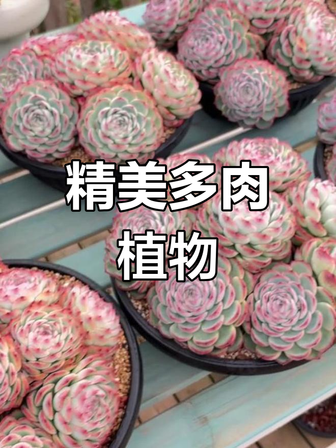 法兰西玫瑰多肉,精致园艺之选