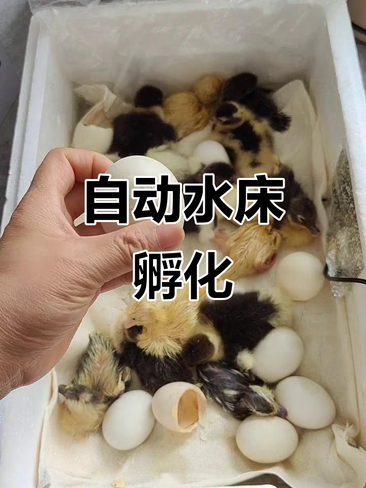 水床孵化器自动控温,种蛋放上翻动即可孵出小鸡!