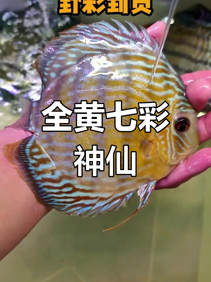 野生七彩神仙鱼到货,超美全黄个体