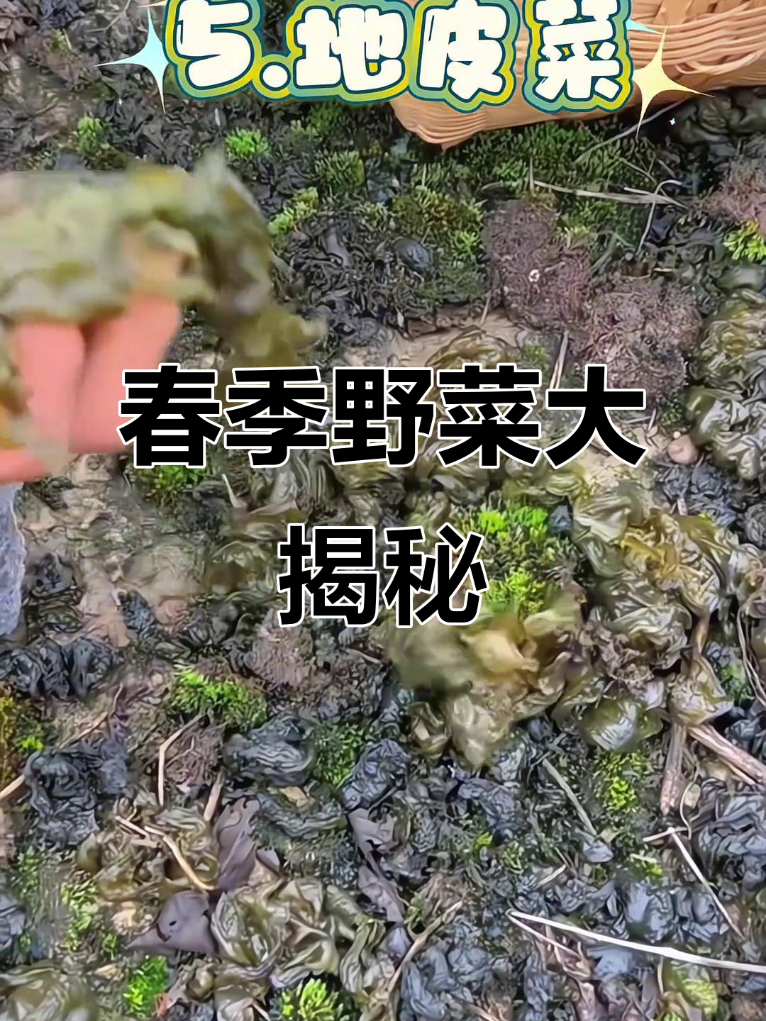 春天野菜大比拼,名字与做法等你来揭秘!