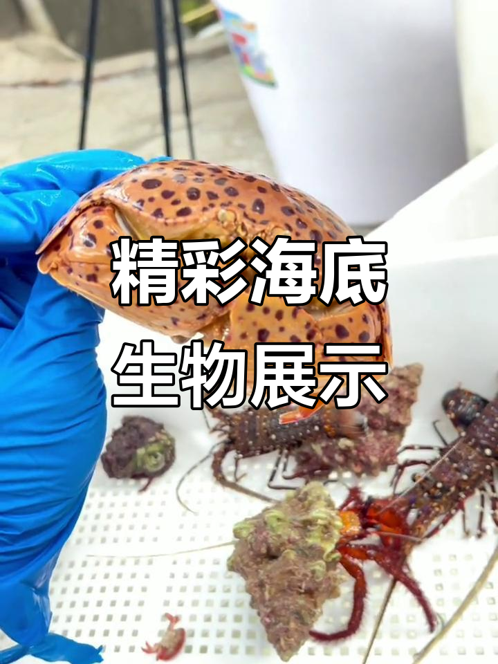 海底生物大集合,红脚寄居蟹、珍珠龙虾齐登场